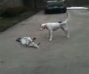 Acting Puppy Fakes Her Own Death