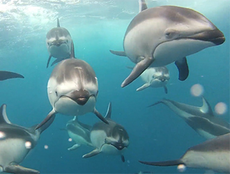 Dolphins Filmed with Torpedo Housing
