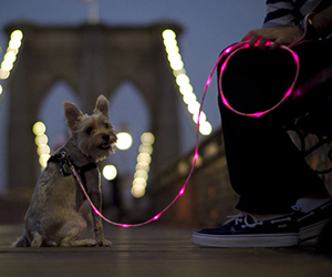 Pup Crawl Illuminated Dog Leash